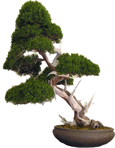 bonsai-inclinato