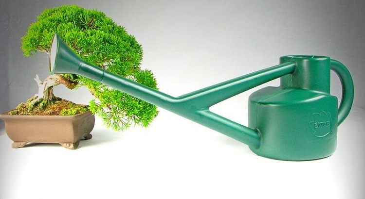 irrigazione bonsai interno