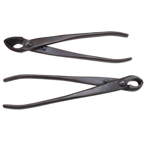 Kit bonsai per principianti per imparare a coltivare iBonsai