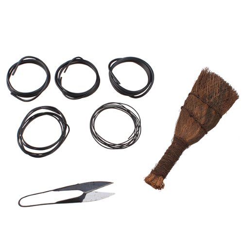 Kit bonsai per principianti per imparare a coltivare iBonsai