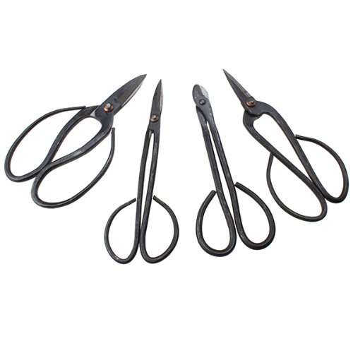 Kit bonsai per principianti per imparare a coltivare iBonsai