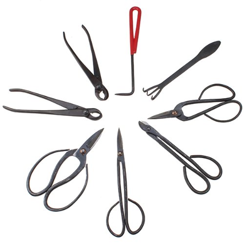 Kit bonsai per principianti per imparare a coltivare iBonsai