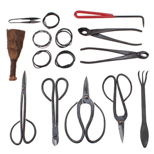 Kit bonsai per principianti per imparare a coltivare iBonsai