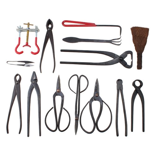 Kit bonsai per principianti per imparare a coltivare iBonsai