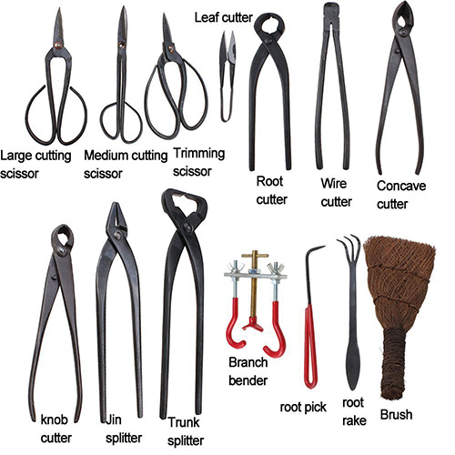 Kit bonsai per principianti per imparare a coltivare iBonsai