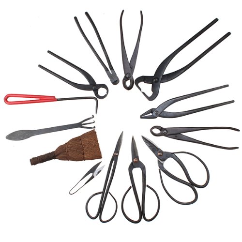 Kit bonsai per principianti per imparare a coltivare iBonsai