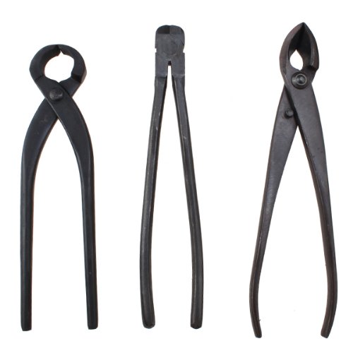 Kit bonsai per principianti per imparare a coltivare iBonsai