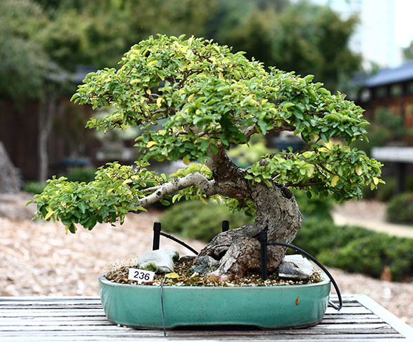 bonsai ligustro