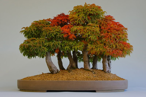 bonsai acero giapponese