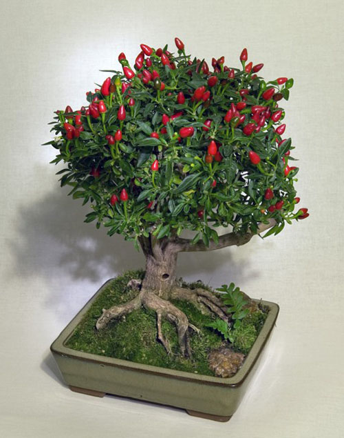 bonsai albero del pepe