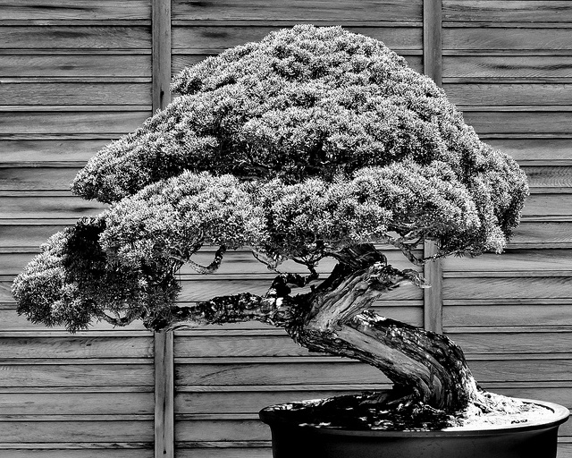 Le origini del bonsai