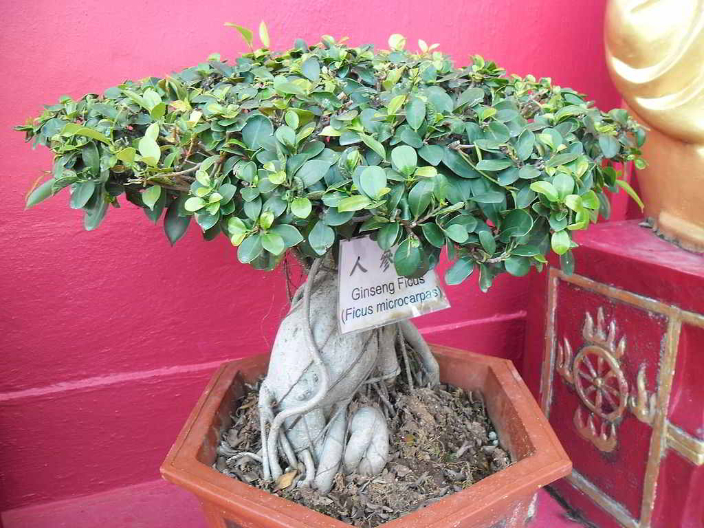 ficus ginseng