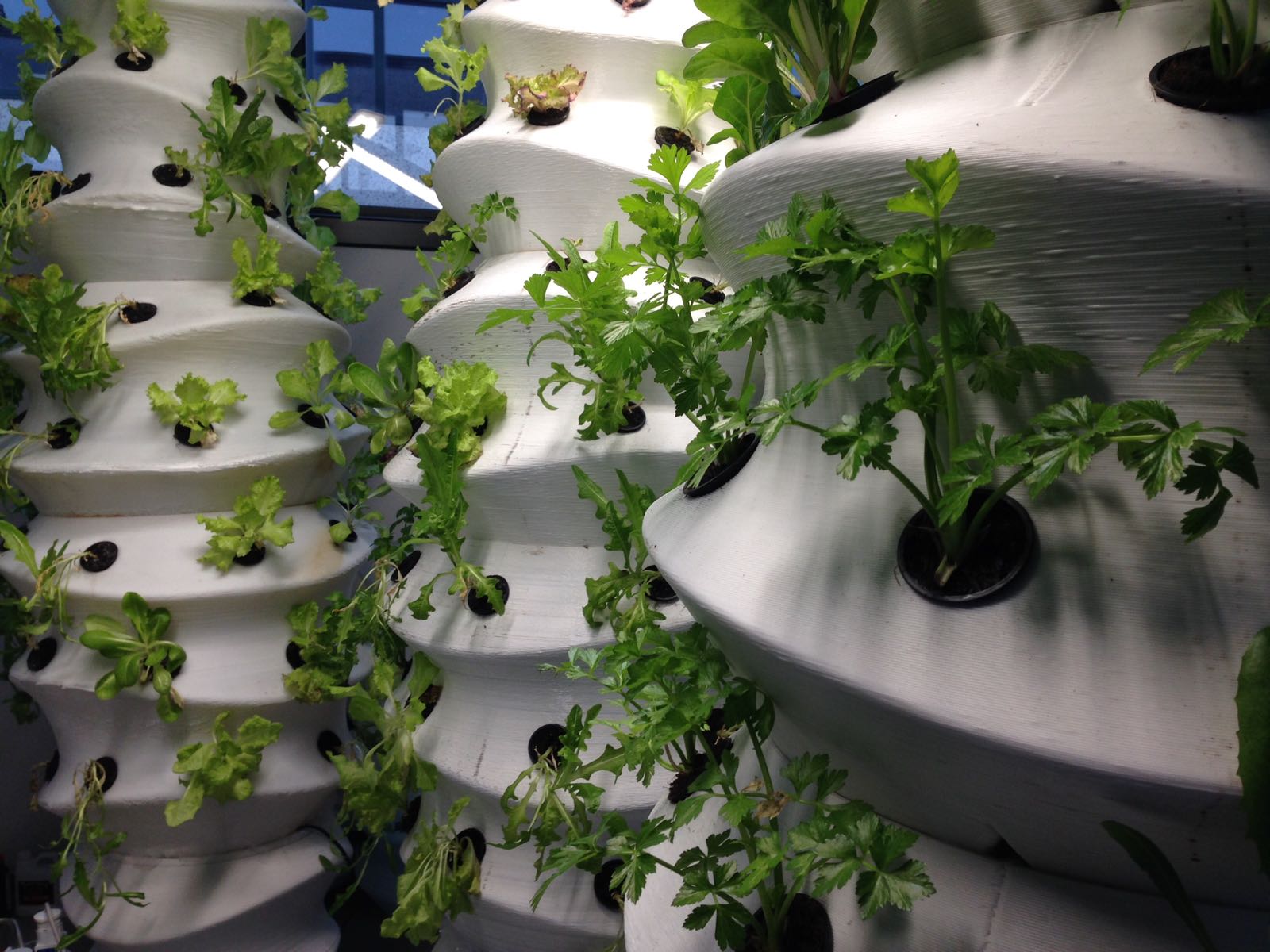 la coltura idroponica