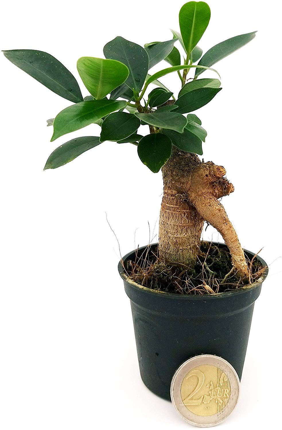 Bonsai Ficus Ginseng Cos'è e come prendersene cura i Bonsai